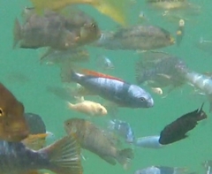 Labeotropheus
