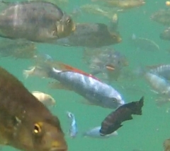 Labeotropheus