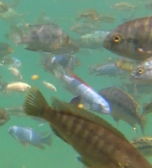Labeotropheus