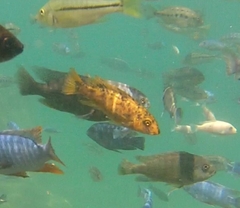 Labeotropheus trewavasae