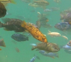 Labeotropheus trewavasae