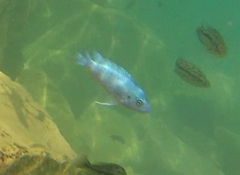 Labidochromis