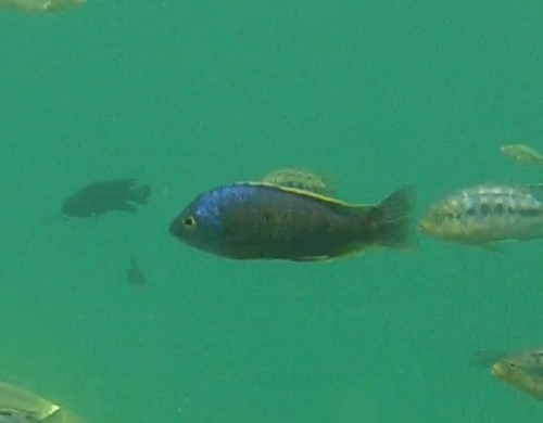 Copadichromis borleyi