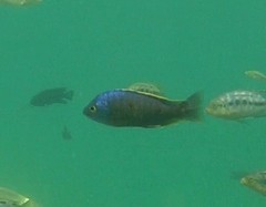 Copadichromis borleyi