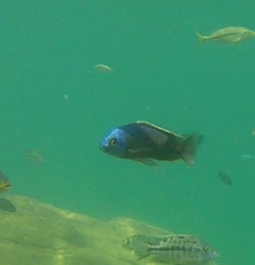 Copadichromis borleyi