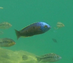 Copadichromis borleyi