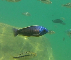 Copadichromis borleyi