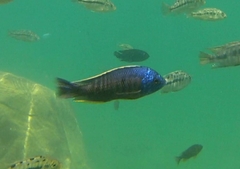 Copadichromis borleyi