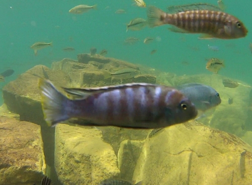 Petrotilapia nigra