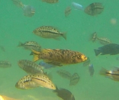 Labeotropheus trewavasae