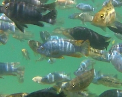 Labeotropheus