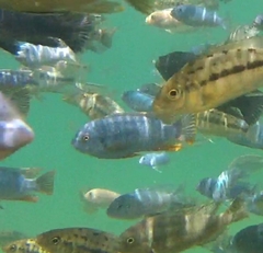 Labeotropheus