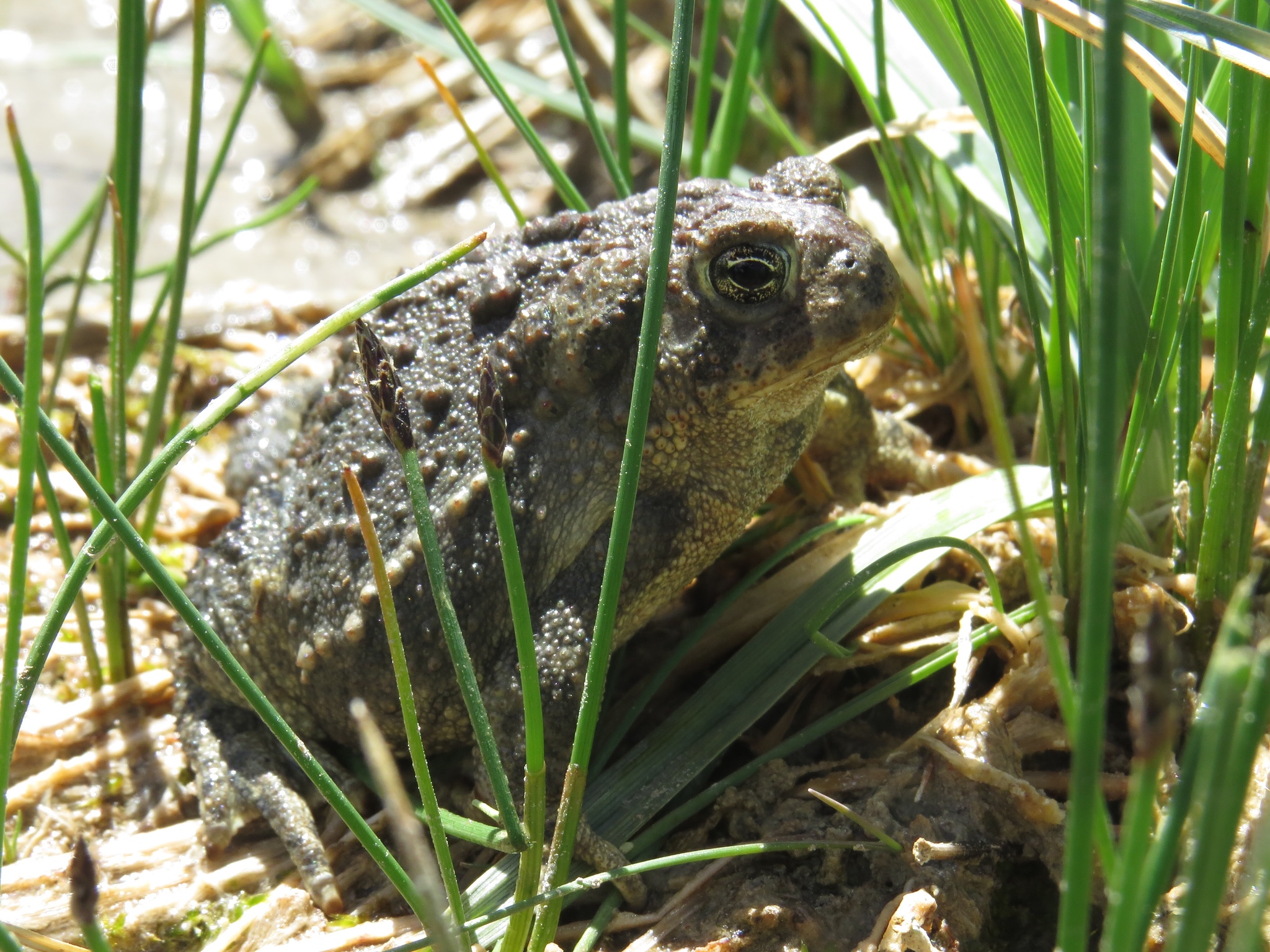 Photograph of Anaxyrus baxteri