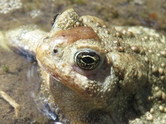 Anaxyrus baxteri