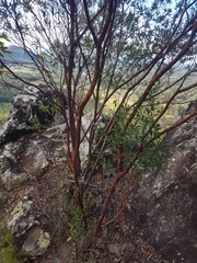 Leptospermum luehmannii