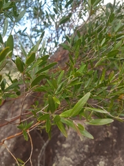 Leptospermum luehmannii