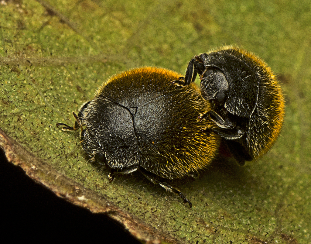 Erithionyx lanosus