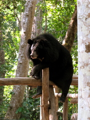 Ursus thibetanus