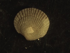 Ctena orbiculata