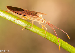 Fracastorius cornutus