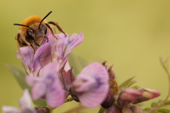Eucera nigrescens