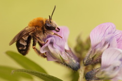Eucera nigrescens