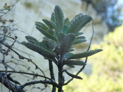 Brachyglottis monroi