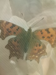 Polygonia c-album