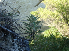 Brachyglottis monroi