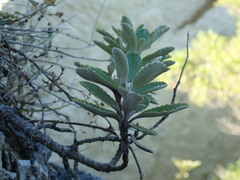 Brachyglottis monroi