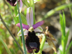 Ophrys bertolonii bertolonii