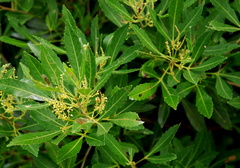 Allophylus natalensis