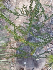 Acacia hubbardiana