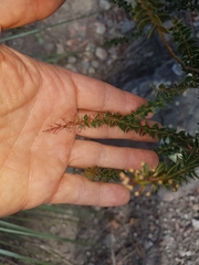 Acacia hubbardiana
