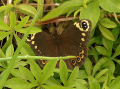 Dira clytus eurina