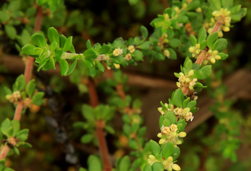 Anthospermum littoreum (Anthospermum littoreum)