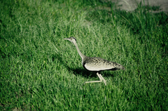 Lissotis melanogaster