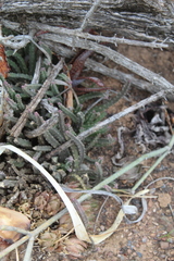 Stapelia paniculata scitula