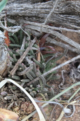 Stapelia paniculata scitula