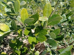 Feijoa