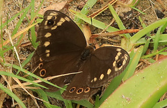 Dira clytus eurina