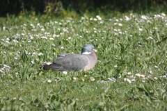 Columba palumbus