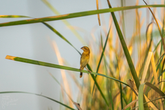 Ploceus hypoxanthus
