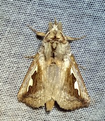 Didugua argentilinea