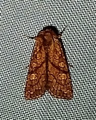 Hydroeciodes juvenilis