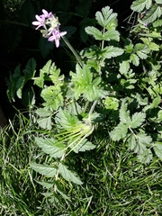 Erodium moschatum