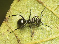 Polyrhachis clio
