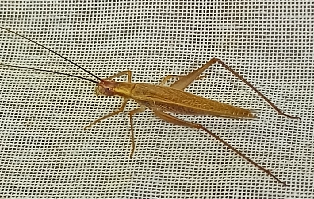Common Tree Crickets from San Antonio de Oriente, Francisco Morazán