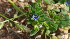 Veronica arvensis
