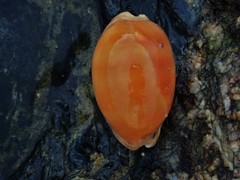 Lyncina